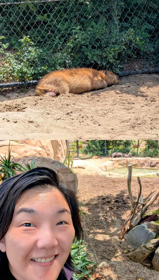 A Dream Realized: Meeting a Capybara at the San Diego Zoo
